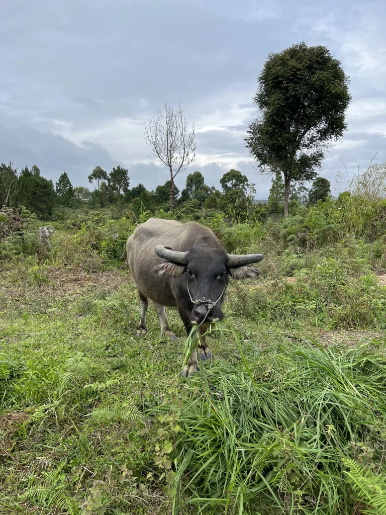 sosor-gonting-buffalo