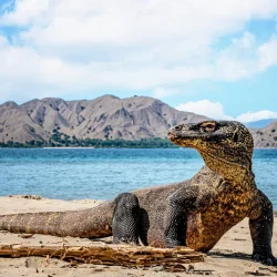 Komodo