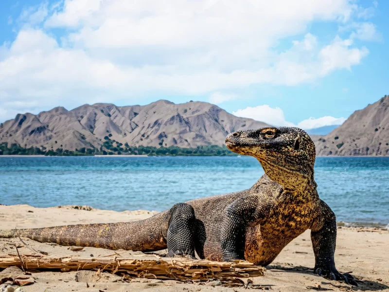 Komodo
