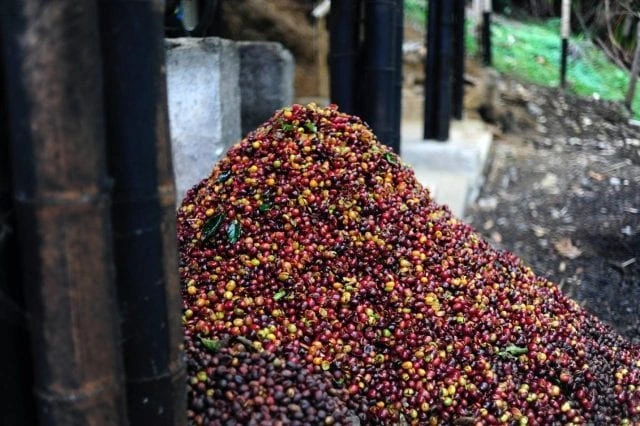Terroir6