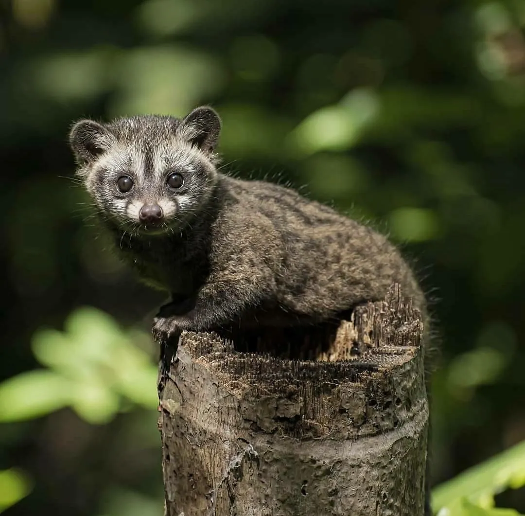 luwak-blog