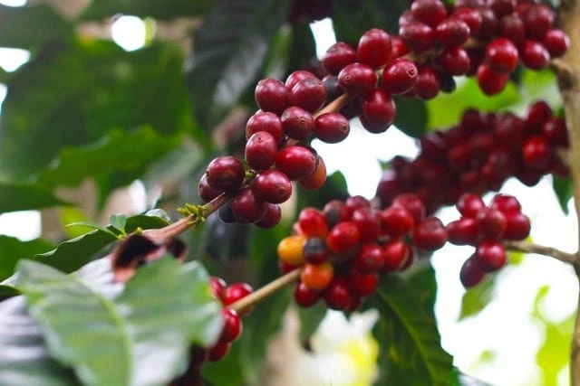 terroir 3coffee-cherries